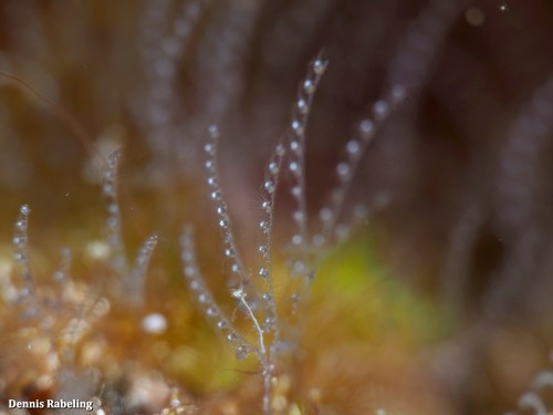 Monostaechas quadridens observed 2021-11-12