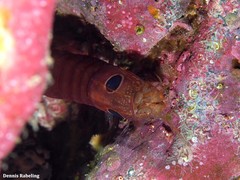 Pseudosquillisma oculata