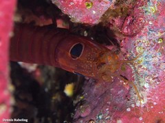 Pseudosquillisma oculata