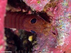 Pseudosquillisma oculata