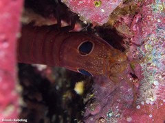 Pseudosquillisma oculata