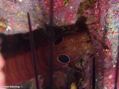 Pseudosquillisma oculata