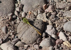 Erpetogomphus crotalinus