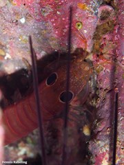 Pseudosquillisma oculata