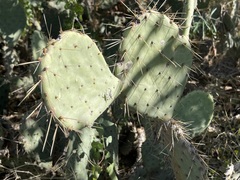 Opuntia caboensis