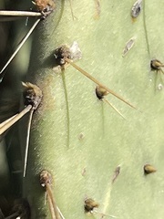 Opuntia caboensis