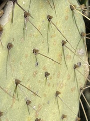 Opuntia caboensis