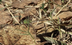 Erpetogomphus crotalinus