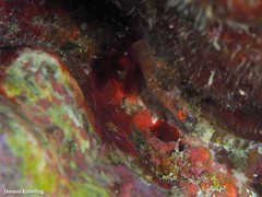 Diplecogaster tonstricula