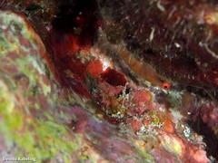 Diplecogaster tonstricula
