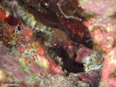 Diplecogaster tonstricula