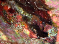 Diplecogaster tonstricula