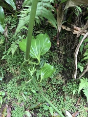 Smilax azorica