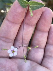 Commicarpus brandegeei