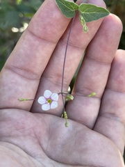 Commicarpus brandegeei