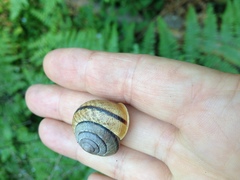 Helminthoglypta exarata