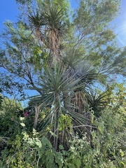 Yucca valida