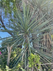 Yucca valida