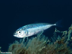 Trachurus