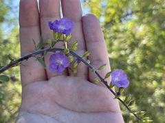 Citharexylum flabellifolium