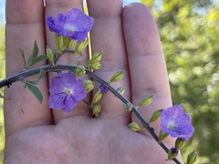 Citharexylum flabellifolium