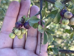 Citharexylum flabellifolium