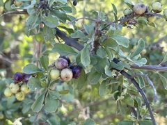 Citharexylum flabellifolium