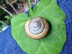 Helminthoglypta exarata