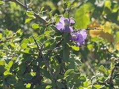 Citharexylum flabellifolium