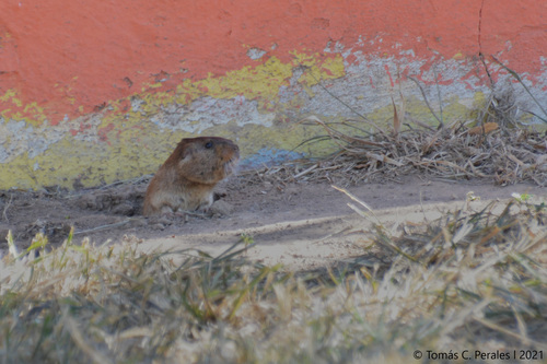 Rosendo Pascual's Tuco-tuco (Ctenomys rosendopascuali) — Data Deficient Mammalia