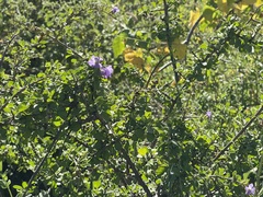 Citharexylum flabellifolium