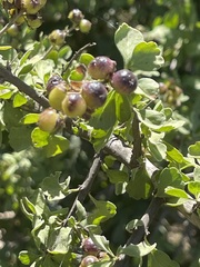 Citharexylum flabellifolium