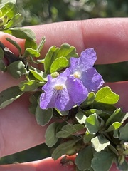 Citharexylum flabellifolium