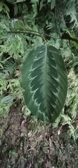 Goeppertia metallica