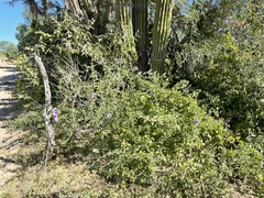 Citharexylum flabellifolium