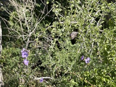 Citharexylum flabellifolium