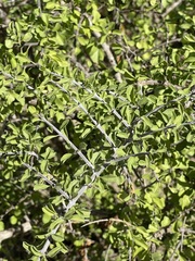 Citharexylum flabellifolium