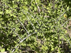 Citharexylum flabellifolium