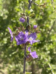 Citharexylum flabellifolium