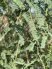 Prosopis articulata