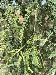 Prosopis articulata