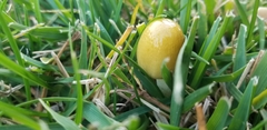 Basidiomycota