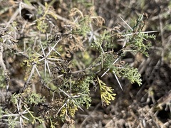Ambrosia bryantii