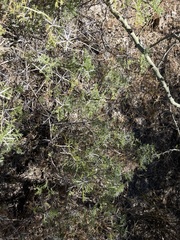 Ambrosia bryantii