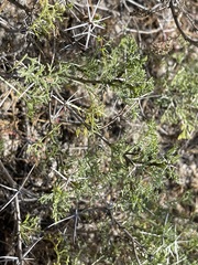 Ambrosia bryantii