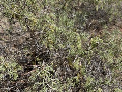 Ambrosia bryantii
