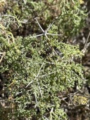 Ambrosia bryantii
