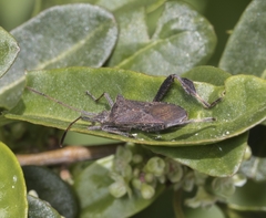 Leptoglossus chilensis