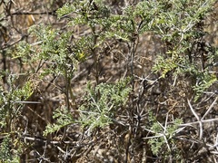 Ambrosia bryantii