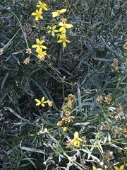 Coreocarpus arizonicus